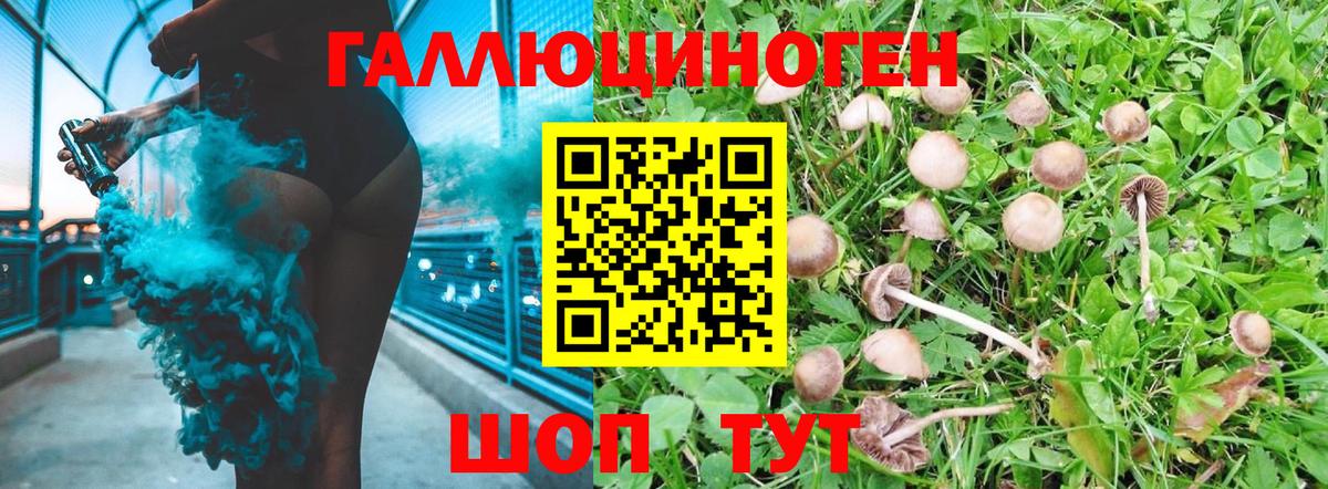 Галлюциногенные грибы Psilocybe Магадан